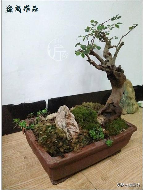 红檵木树干太高如何做盆景,红花檵木盆景用啥树桩嫁接