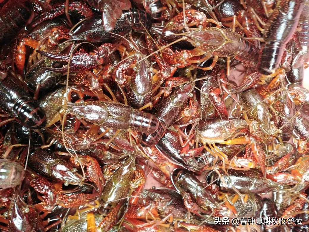 小龙虾养殖可以不打洞吗,抱卵小龙虾出洞后怎样管理