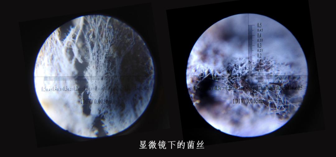 踏青摘野菜去处,野蘑菇旅游攻略