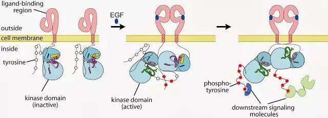 冻干零食真相,揭秘冻干粉好用吗