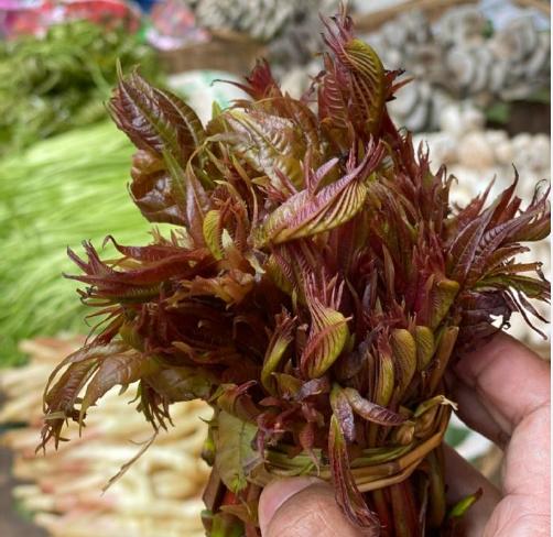 香椿有几个品种哪个品种最好,香椿的品种介绍