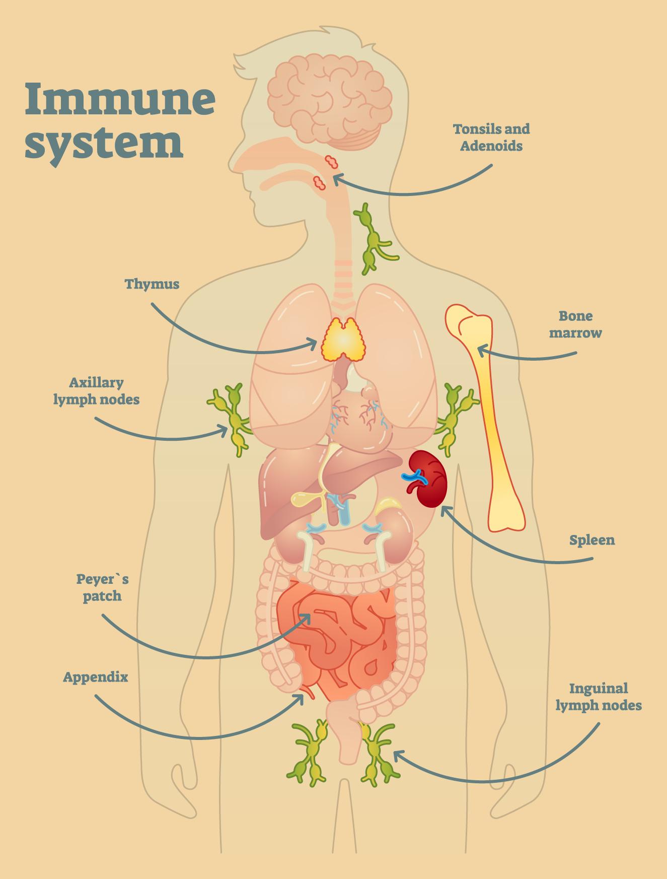 在太空可以实现人造重力吗,宇航员在太空为什么没有重力
