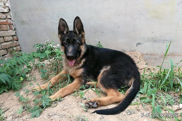 德牧被主人关在门外,德牧看门晚上有人路过