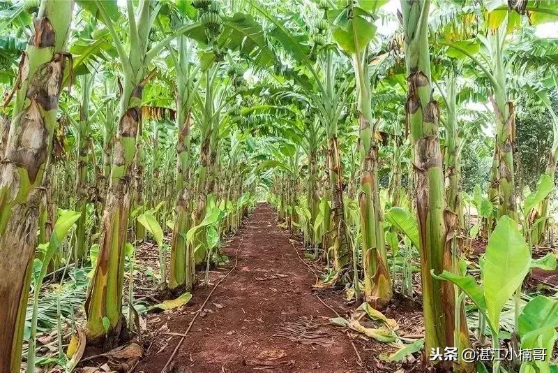 徐闻香蕉基地500亩,广东徐闻县香蕉种植面积