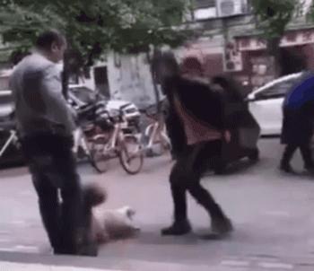 狗狗交配时强行将它们分开?脑子是个好东西,希望你能有!