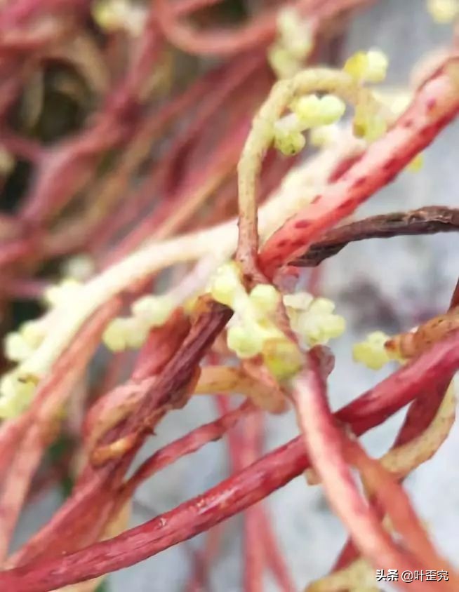 如何消灭田间菟丝子,菟丝子怎么人工消灭