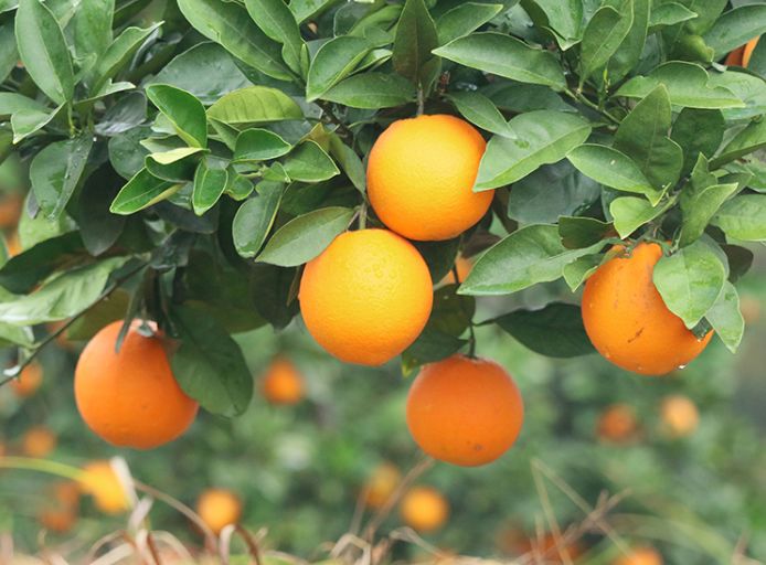 守着20000亩橙子园，他说：一年好景君需记，最是橙黄橘绿时