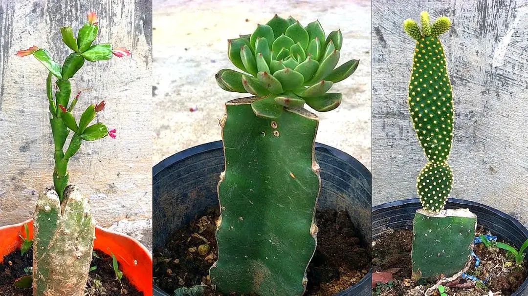 夏季嫁接怎样接成活率最高,靠接嫁接技术教程