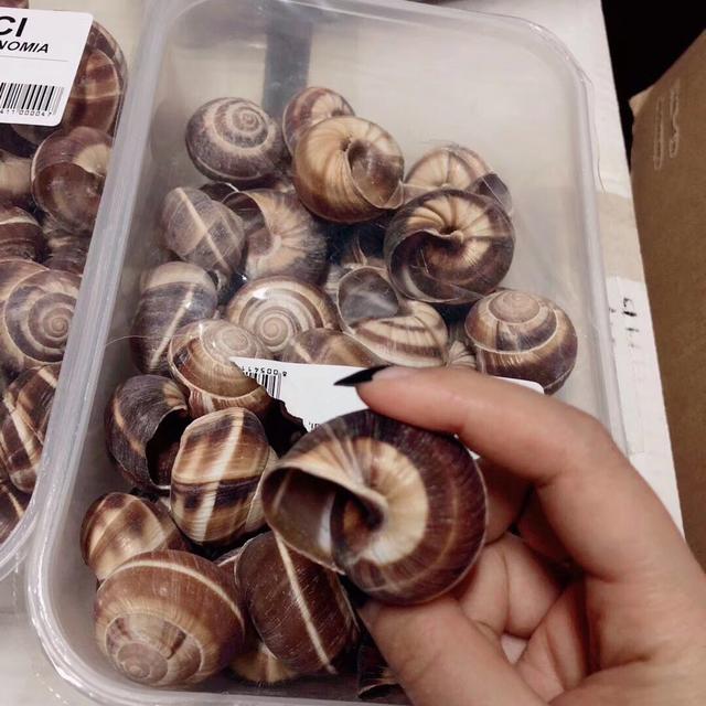 蜗牛是怎么制造出卵的,蜗牛构造方法