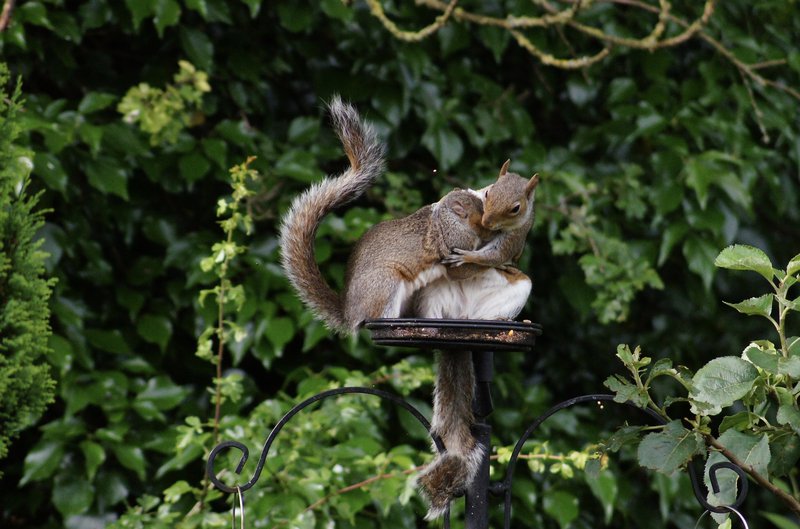 松鼠会听懂鸟说话吗,松鼠可以听懂鸟说话吗