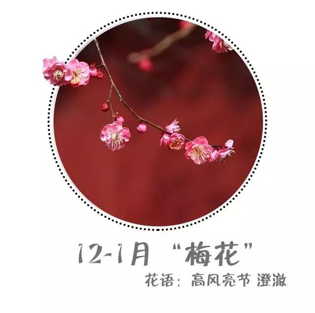 魔都四月赏花,魔都春季赏花好地方