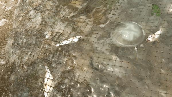 吴阳拉大网后续,吴阳直播海鲜