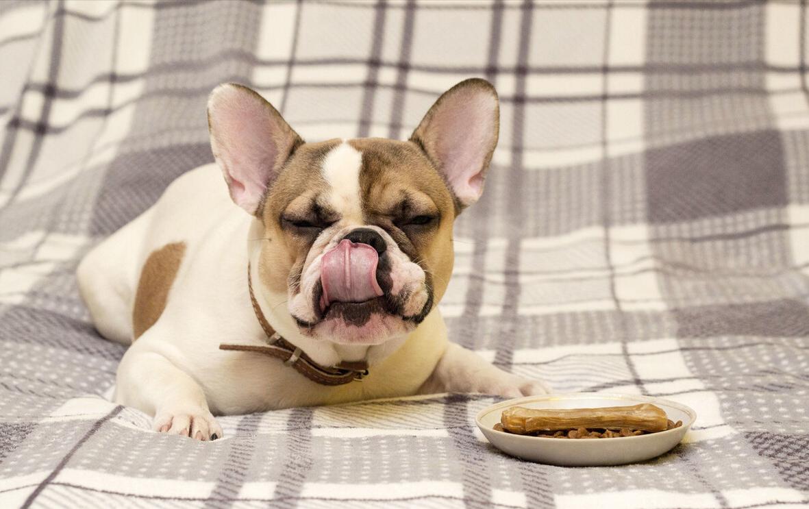 法国斗牛犬体味很重怎么办,斗牛犬体臭怎么解决