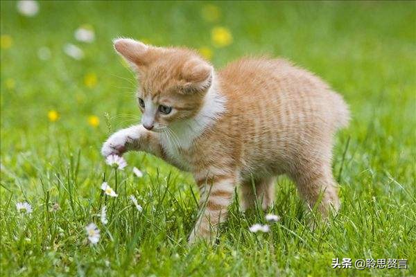 咏猫诗陆游,咏猫陆游