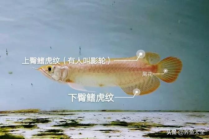 养红龙苗,养红龙如何搭配其他鱼