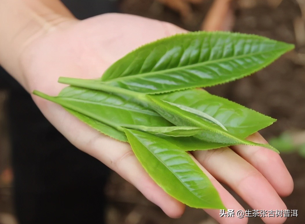 无量山古树普洱茶贵吗,为什么古树普洱茶便宜了