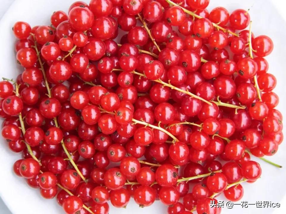 中国在俄罗斯能种植的水果 (俄罗斯进口中国水果有最新消息吗)