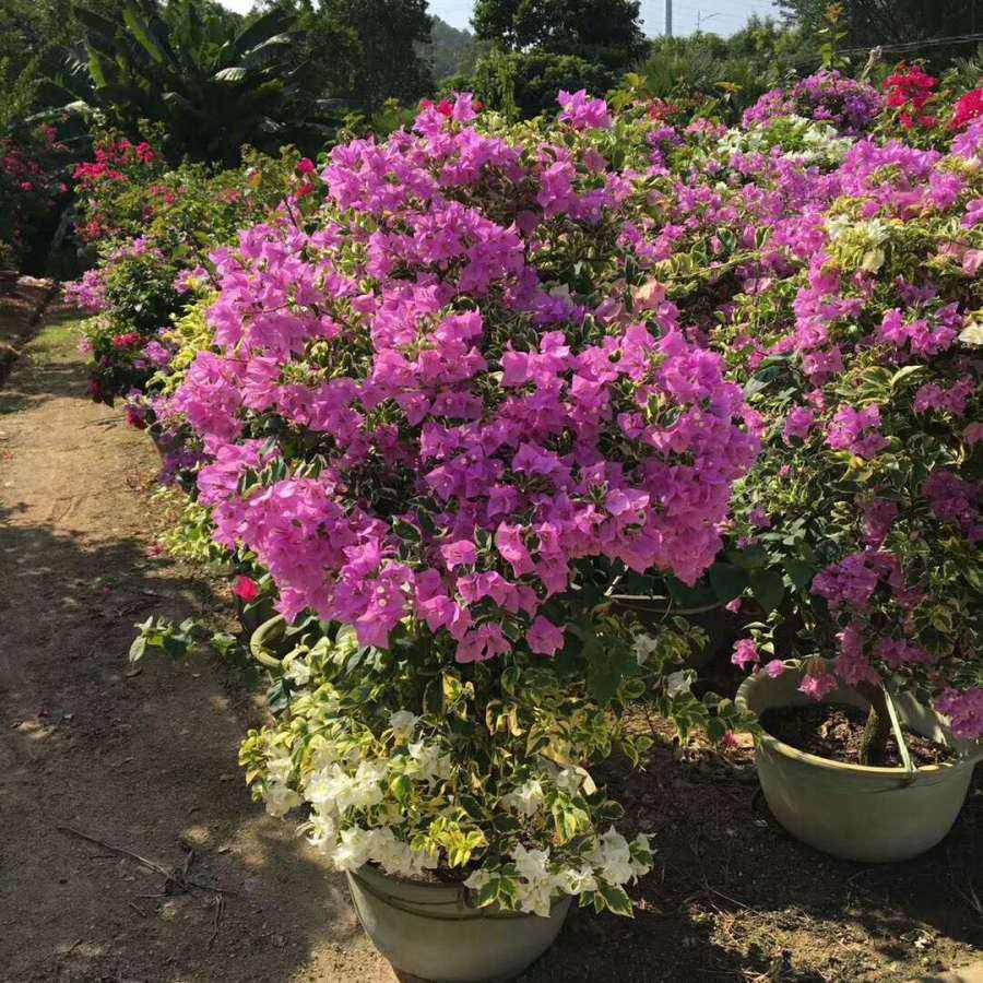 三角梅扦插后新芽黑掉了,三角梅扦插一直泡水会坏吗