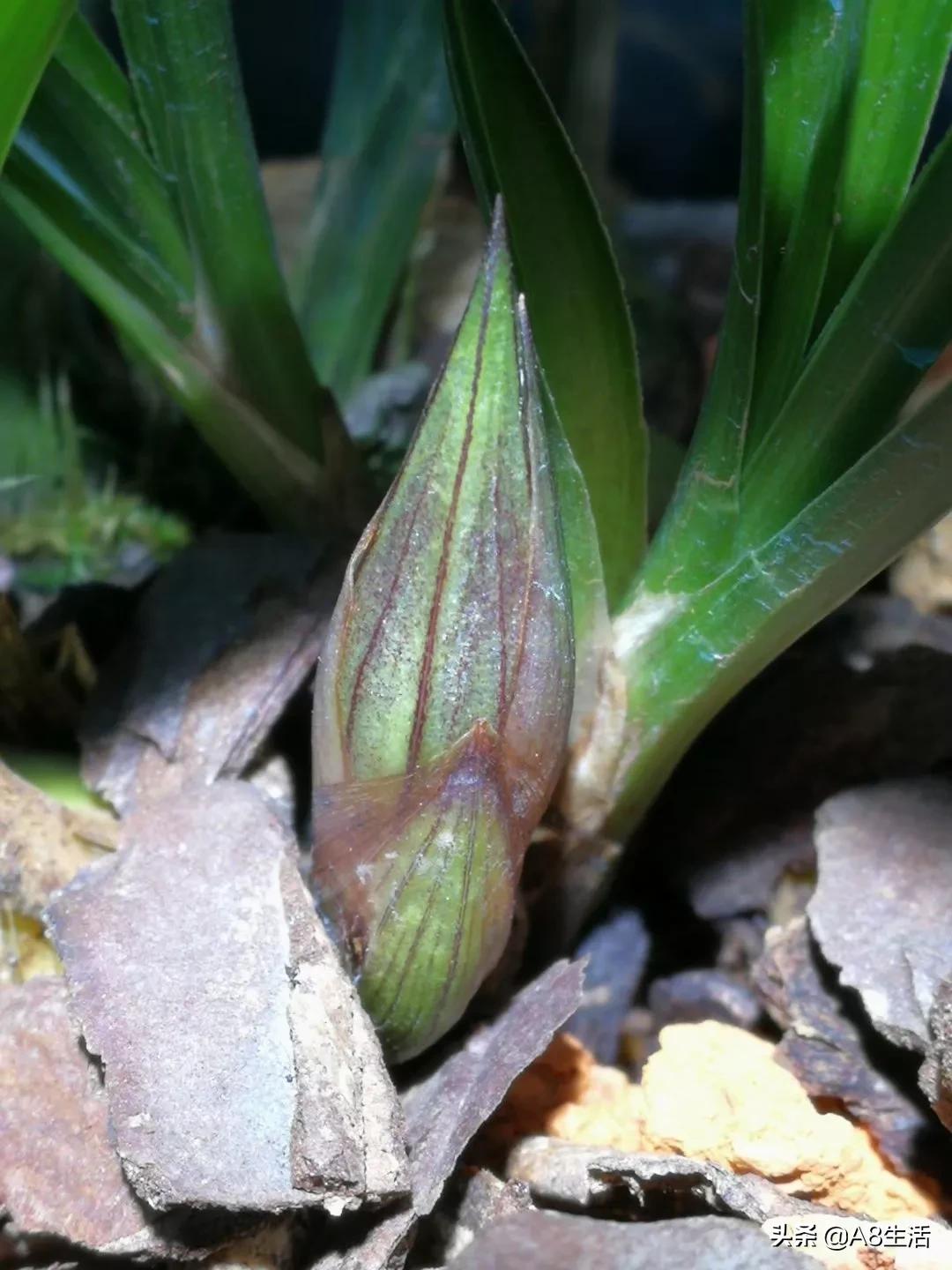 每日一品栏目,每日一品七律