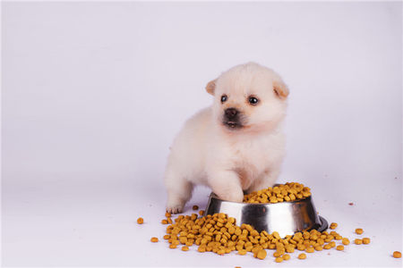 狗粮推荐6款热门狗粮测评,高性价比狗粮测评狗粮选择攻略