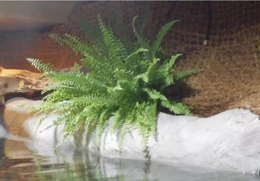 自己做大型水陆缸,在家自己打造一个沙漠缸