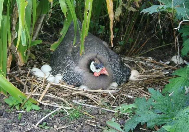 英国家庭花园建造,英国夫妇22年打造梦幻花园
