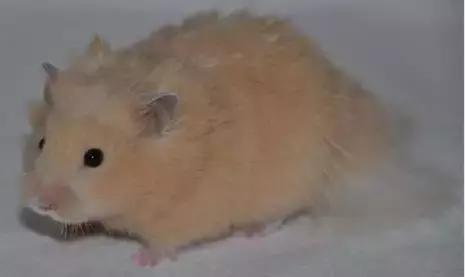 仓鼠种类短毛,仓鼠科普常见仓鼠种类