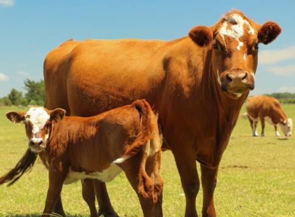 母牛掉球遗传小母牛吗,母牛掉球的原因以及防治方法