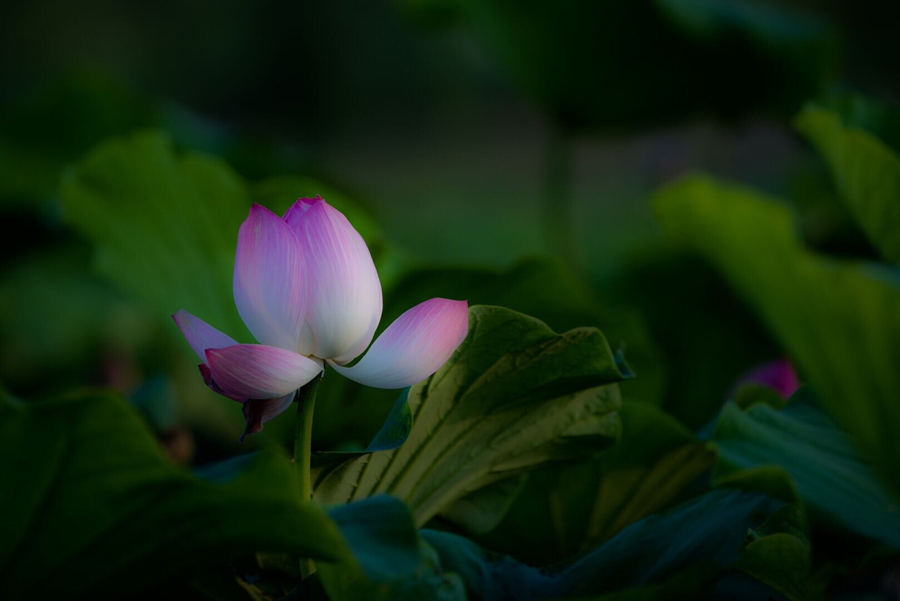 鹤城印象荷花图片,鹤城区看荷花
