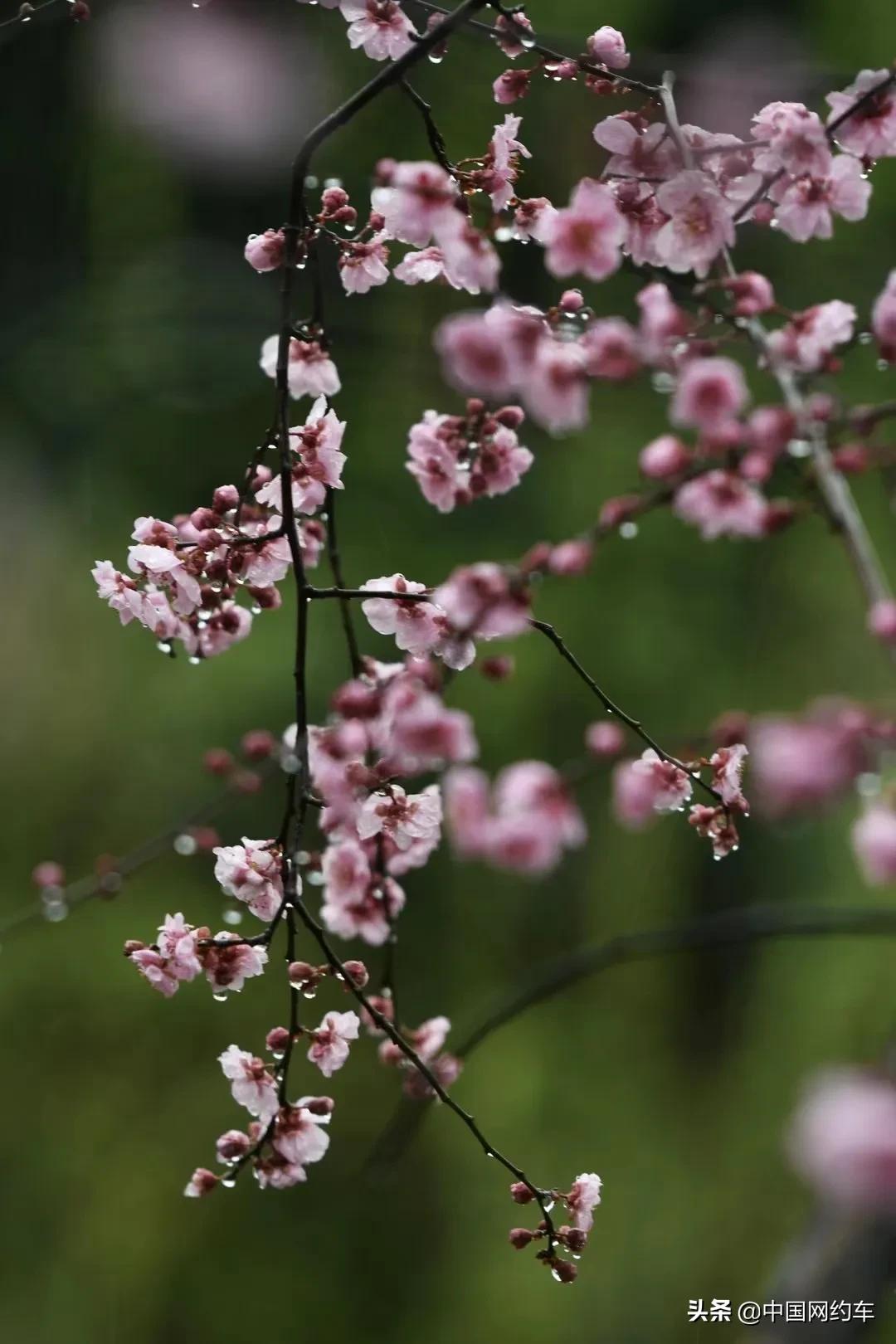 20210303|中国网约车每日简讯