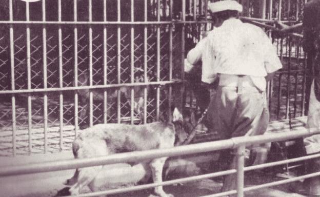 一头来自泰国的黑豹，让整个东京骚乱12个小时，日本人都不敢出门