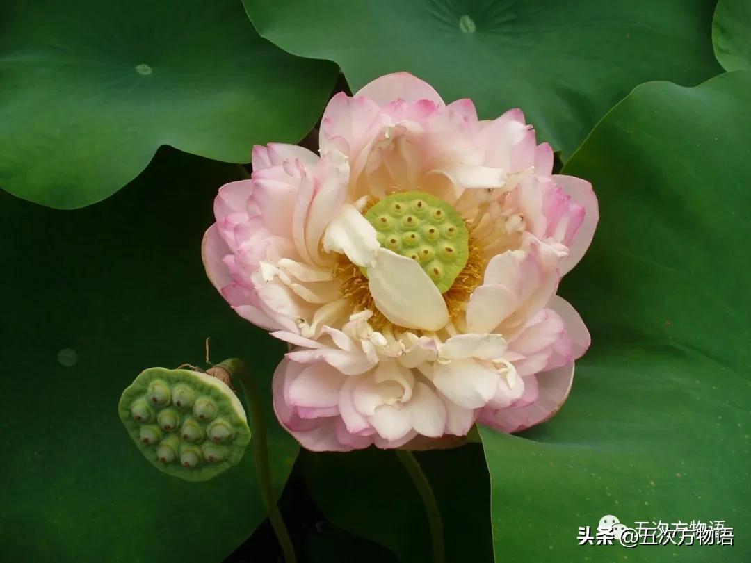 草莓上的小麻点是种子吗,草莓上的小麻点是什么呢