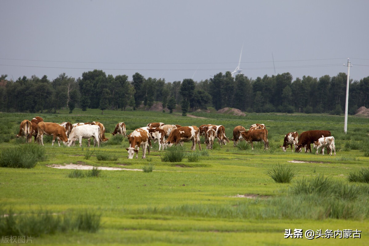 内蒙古黄牛之乡新闻,黄牛之乡科尔沁