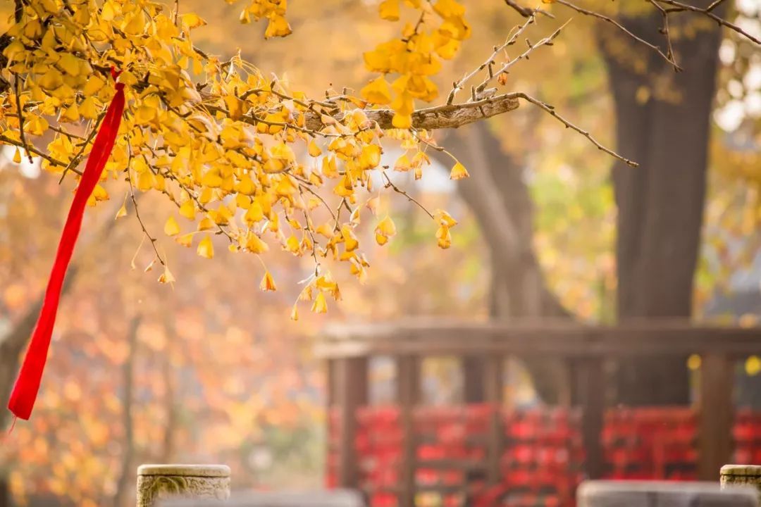 少林功夫名扬天下,少林功夫的历史发展简介