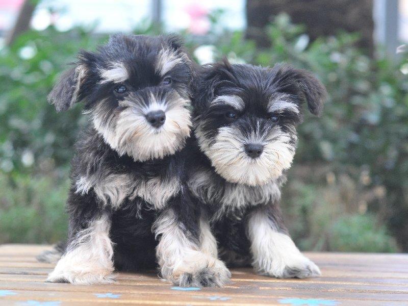 宠物店常见的宠物狗有哪些,宠物店不建议养的狗类