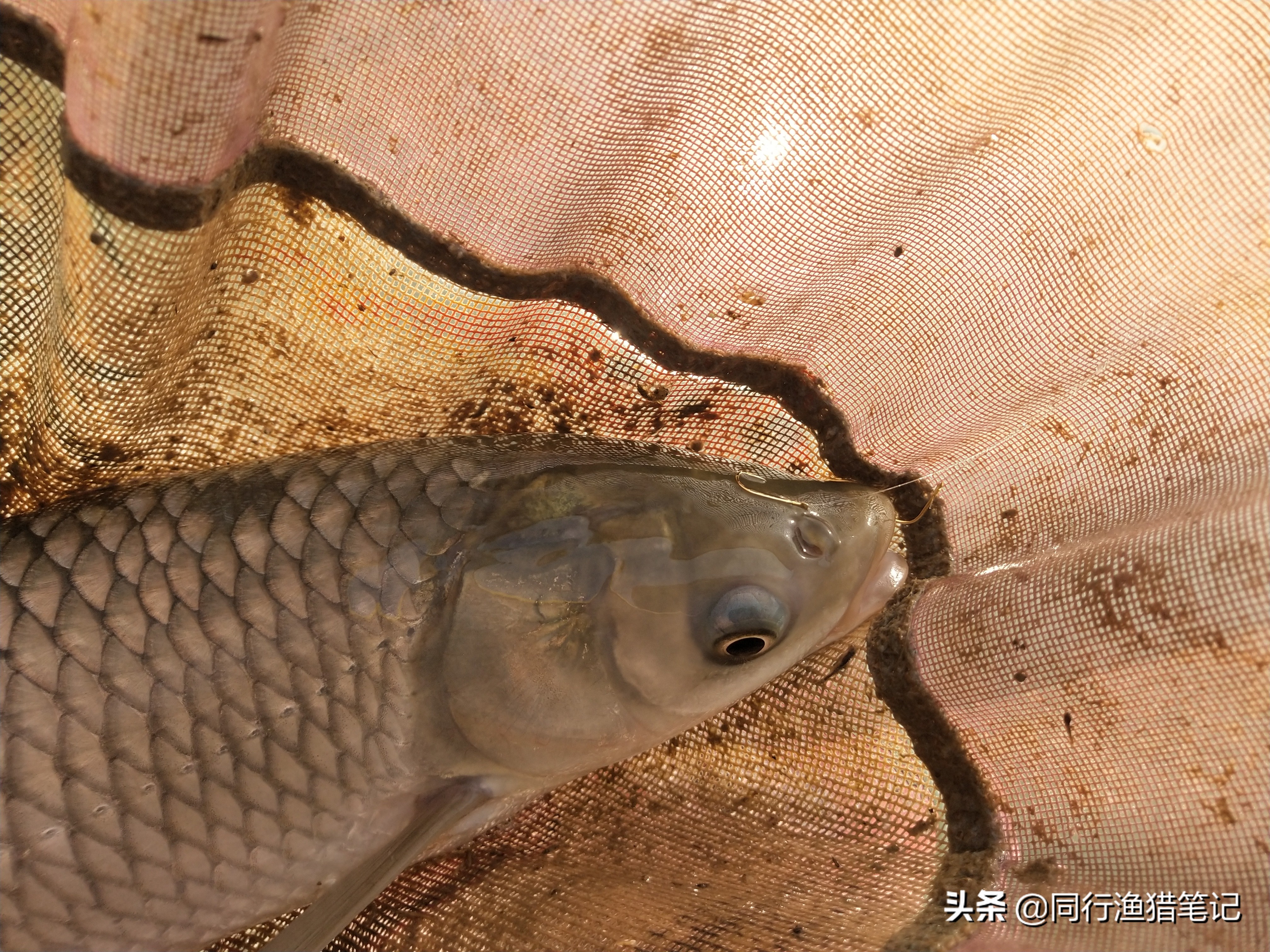 小体草鱼,钓草鱼中鱼率高冬季钓草鱼技巧