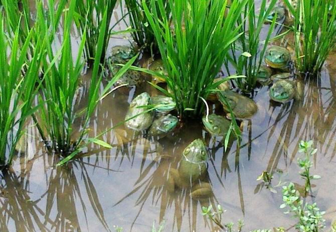 牛蛙饲养怎么养活泼,牛蛙怎么养餐饮