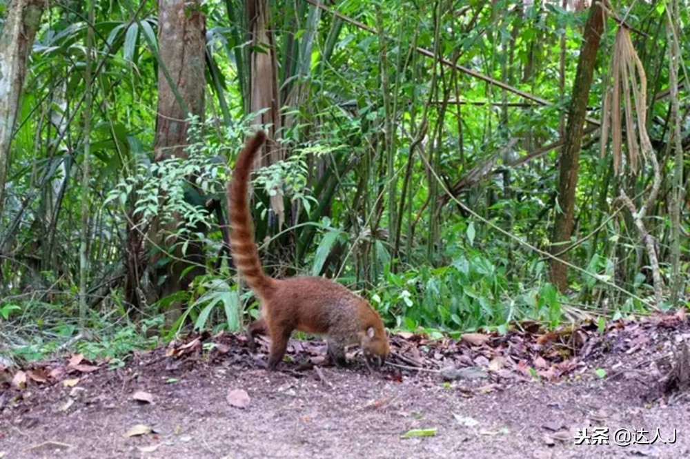 小天绝地求生,小天蜘蛛