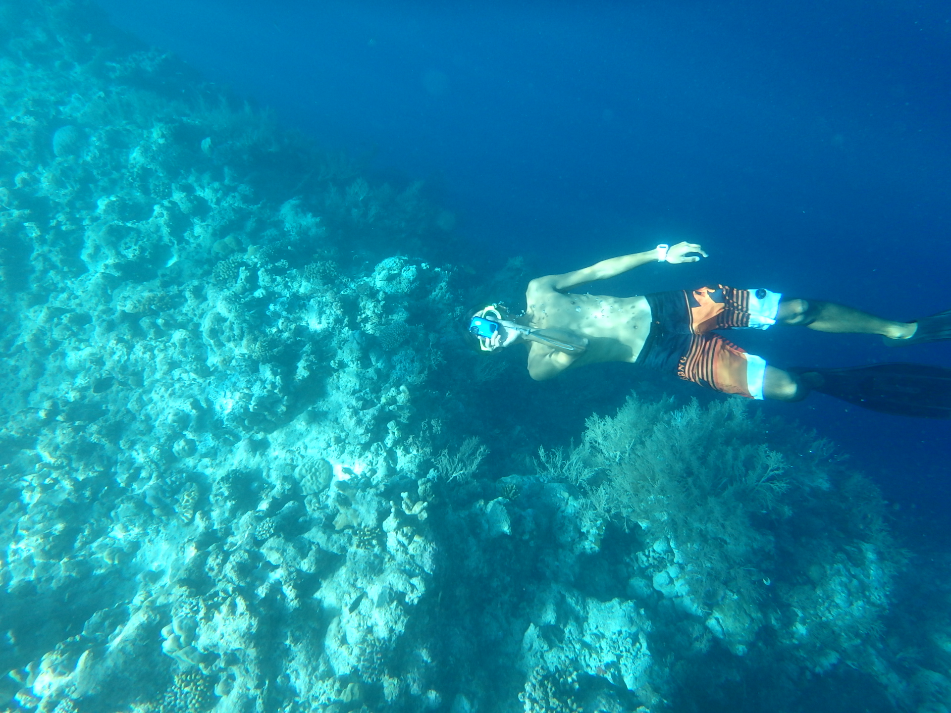 帕劳太平洋水族箱,潜水胜地帕劳水族箱