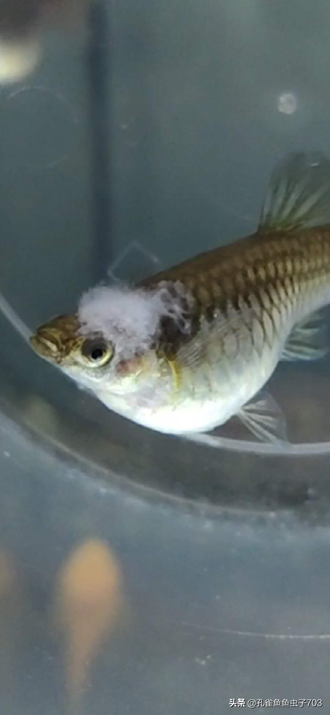 孔雀鱼冬季如何换水,冬季孔雀鱼几天喂一次