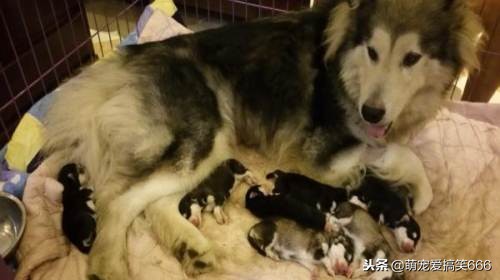 狗狗意外怀孕主人不想要怎么办,狗狗生宝宝主人要怎么护理