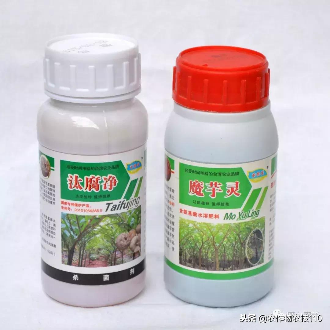 四川魔芋种植基地新技术,魔芋种植用什么肥料最好