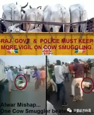 阿三赚钱是真的吗,阿三和奶牛