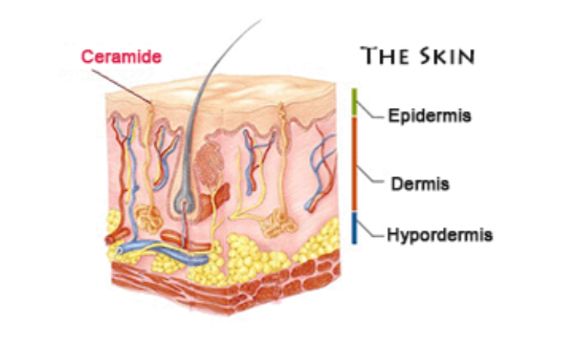 科普｜成分*党**最爱的“全能”成分