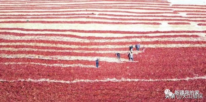 阿拉尔将成为南疆最大的城市,南疆阿拉尔市