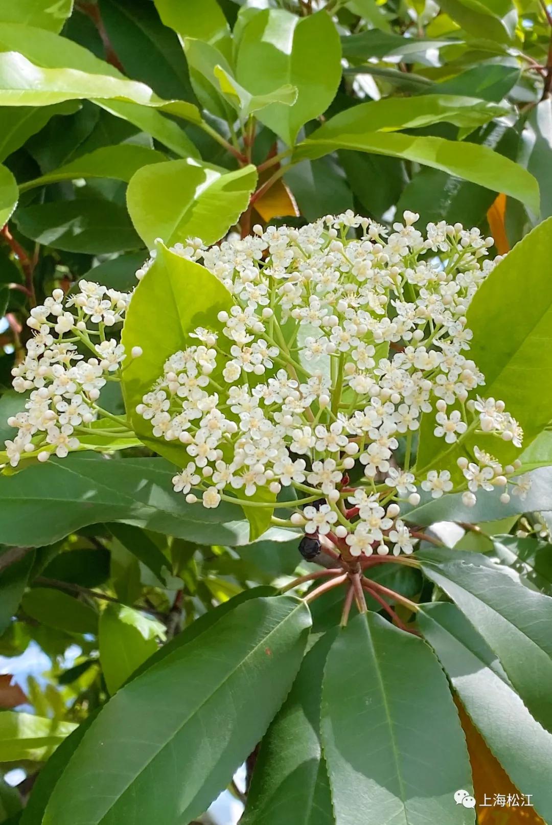 这几天的松江，可真叫人左右为“楠”……