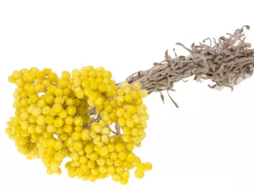 芦丹氏“黑金系列”花之行刑者，就是要你买不起