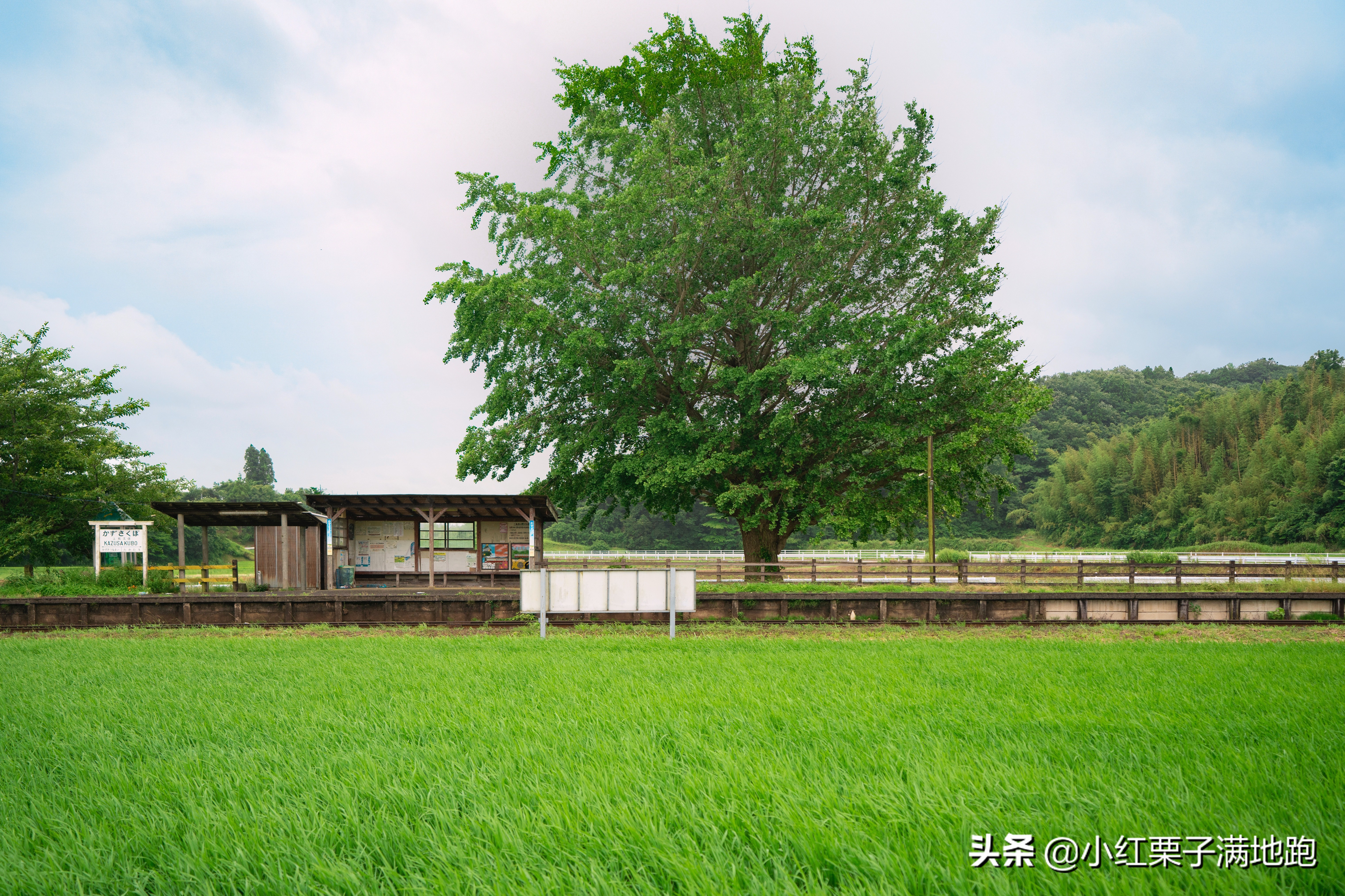 千叶县紫阳花开，如何一边体验火车之旅一边拍摄铁道风景？