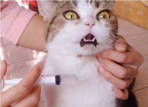 猫咪不吃药吃的药都吐出来怎么办,猫生病给猫喂很多药要注意什么