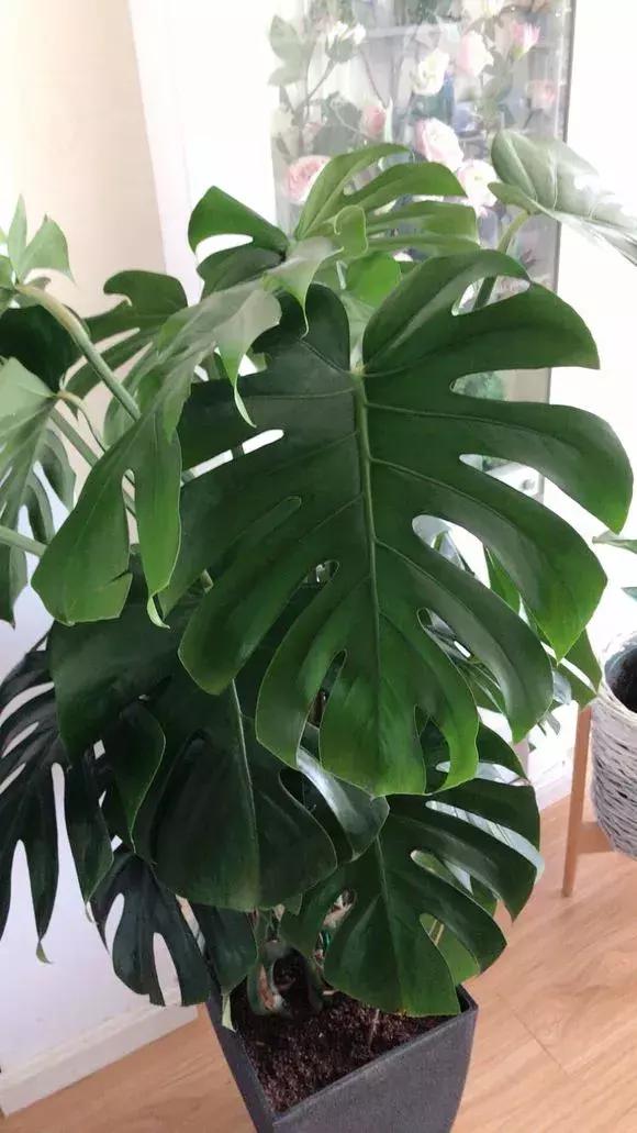 适合家里养的喜阴花,家里适合养的喜阴花